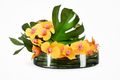 Coupe 40 cm avec feuille de Monstera et orchidées mangue