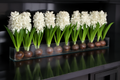 Cache-pot en verre plat 90 cm avec jacinthes blanches