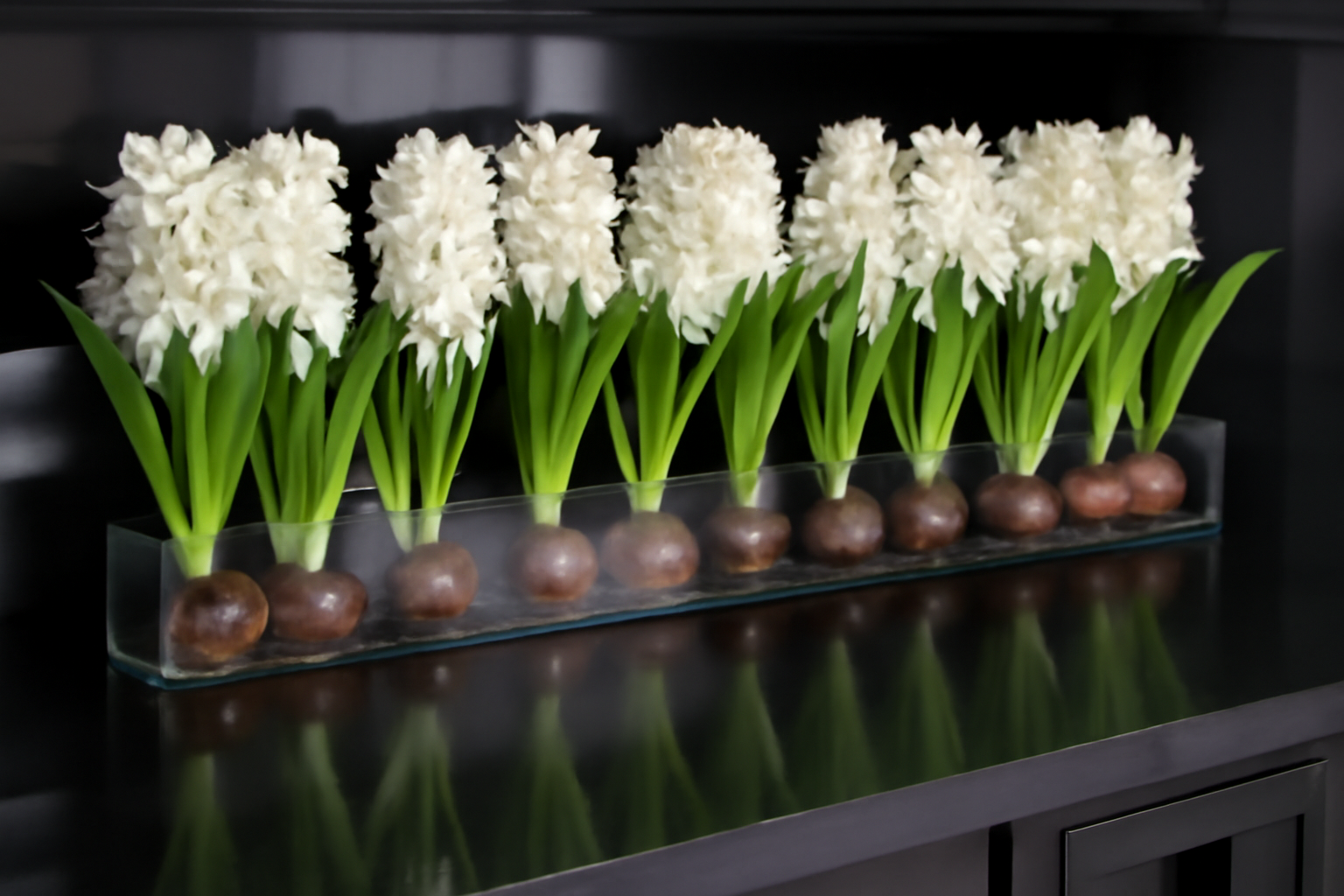 Cache-pot en verre plat 90 cm avec jacinthes blanches