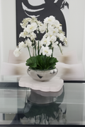 Coupe avec orchidées Phalaenopsis blanches