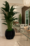 Plante décorative dans cache-pot spirale noir
