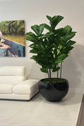 Cache-pot noir ficus lyrata