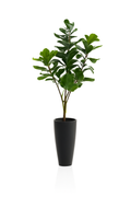 Cache-pot en pierre composite noir avec ficus lyrata