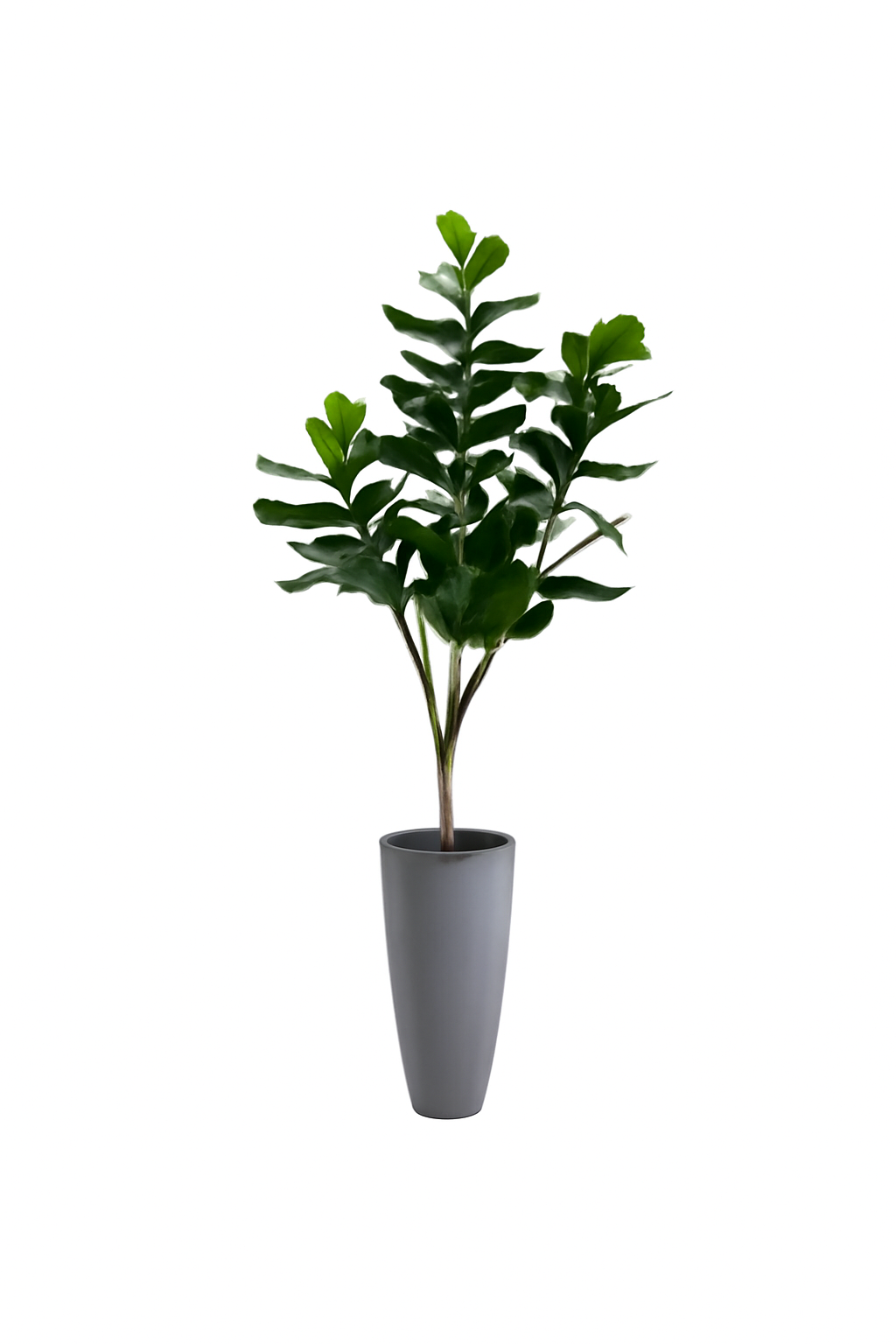 Ficus avec cache-pot en pierre composite gris