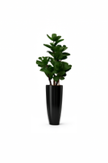 Cache-pot noir brillant ficus lyrata