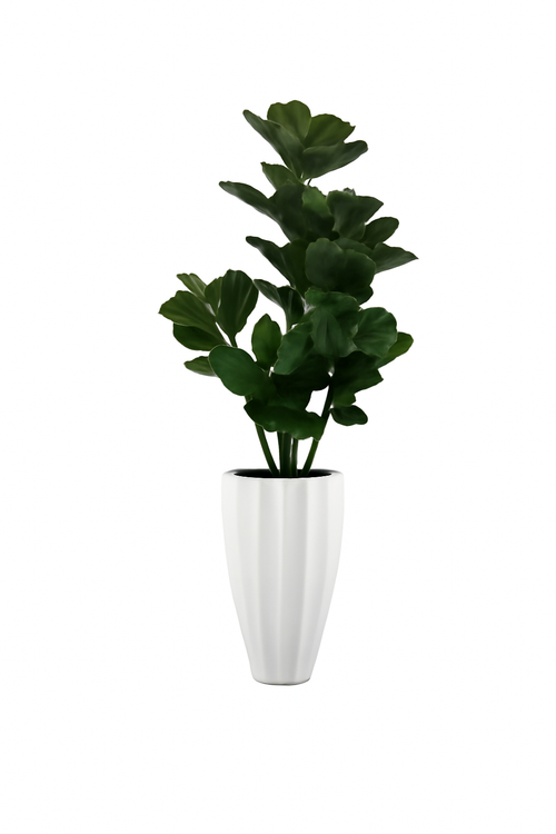 Cache-pot blanc brillant ficus lyrata