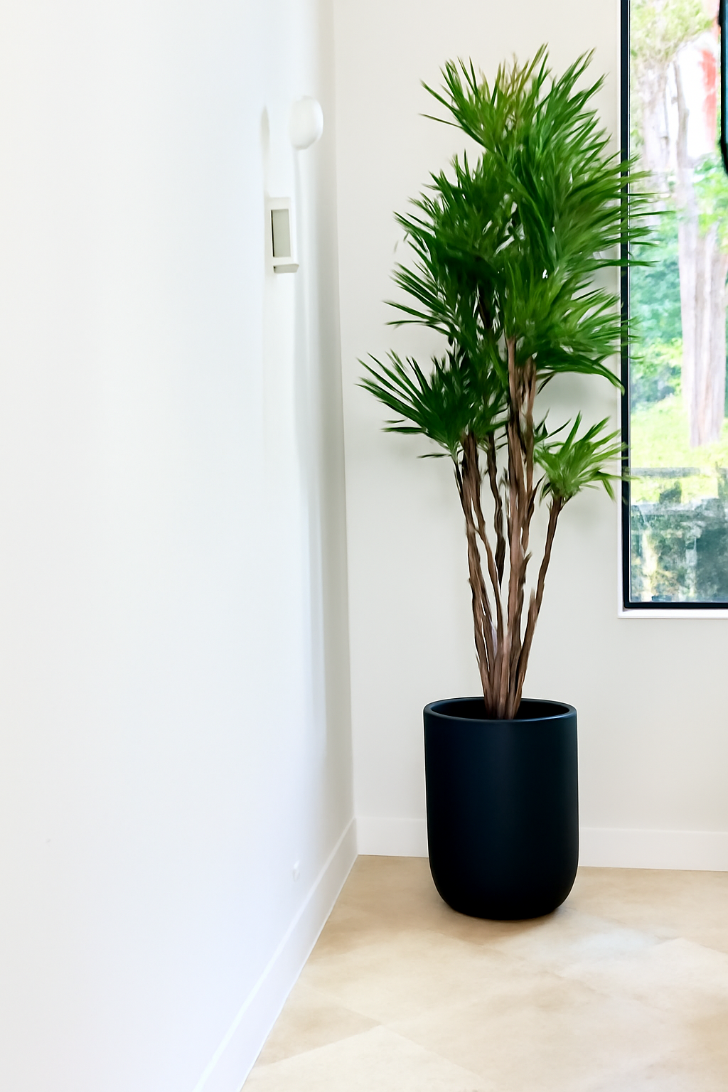 Plante en cache-pot XL