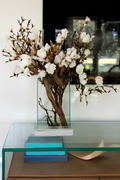 Magnolias blancs dans pot 40 cm